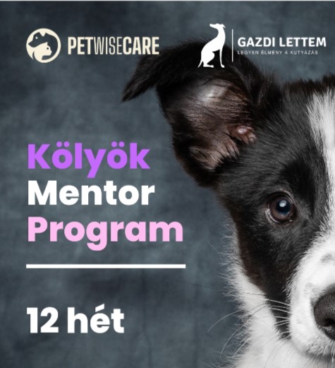 webinar_kolyokkutya