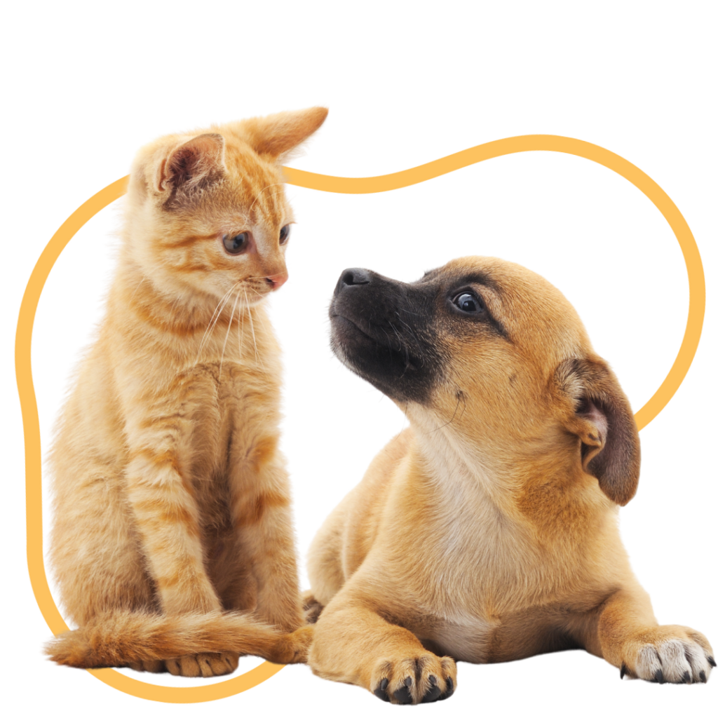 dog and cat _subscribeform