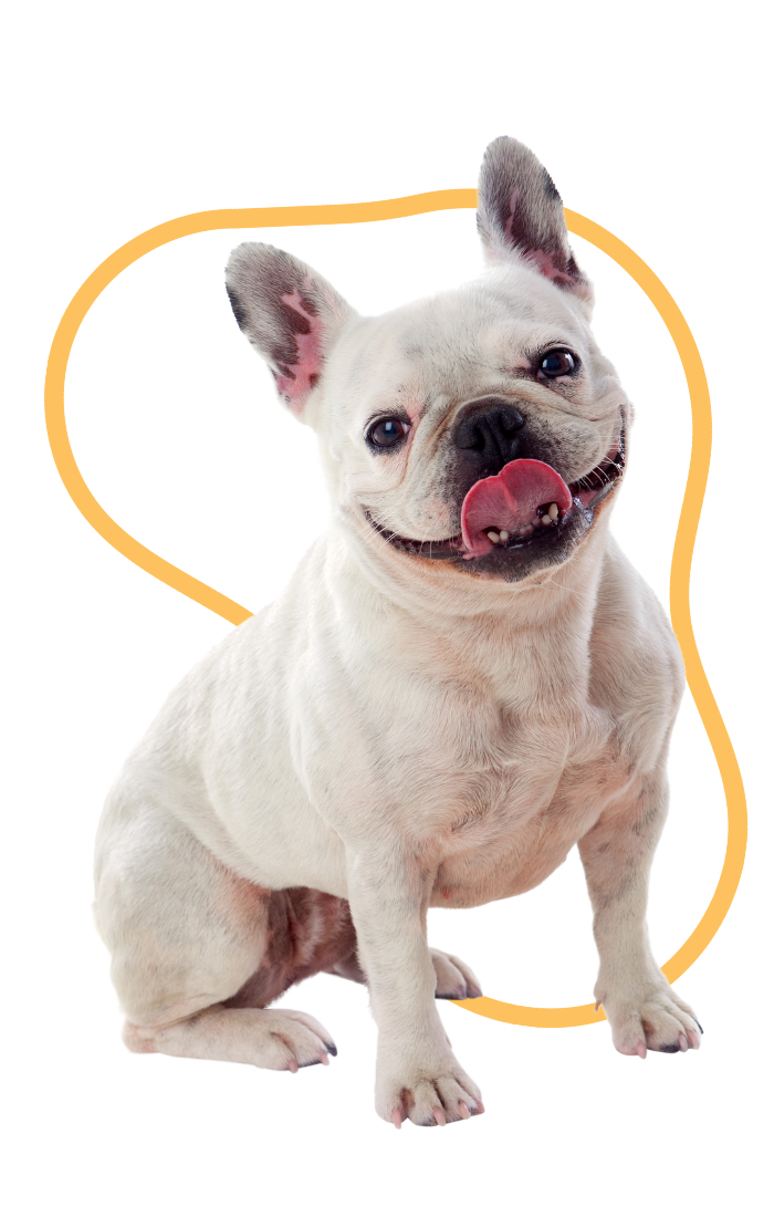 Kutya szitter PetWiseCare (2)