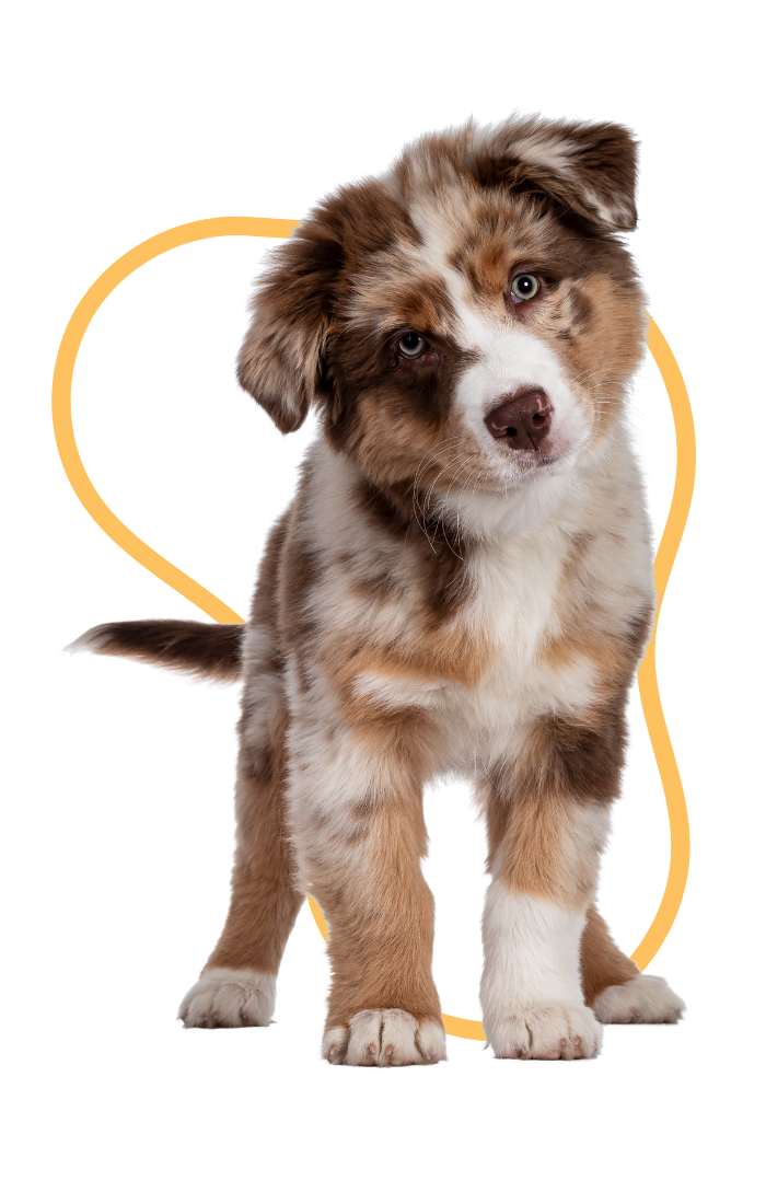 Kutya-szitter-PetWiseCare-1.png