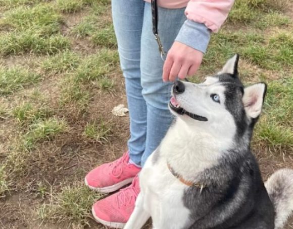 ürömi menhely séta PetWiseCare szitterekkel