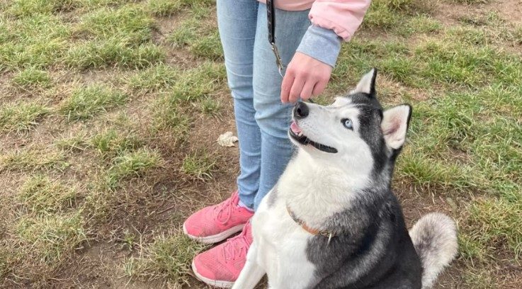 ürömi menhely séta PetWiseCare szitterekkel