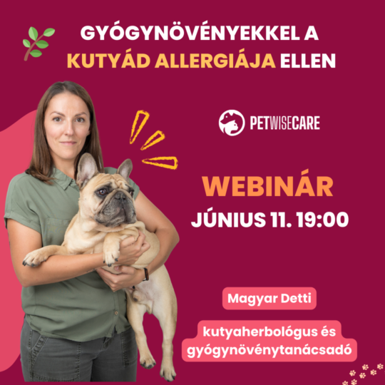 Gyógynövényekkel kutyád allergiája ellen - Magyari Detti - kutyaherbiológus  - Webinár előadás részvételi jegy