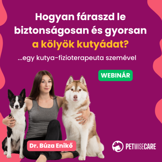 Hogyan fáraszd le biztonságosan és gyorsan a kölyök kutyádat? – Dr. Búza Enikő - Webinár előadás részvételi jegy