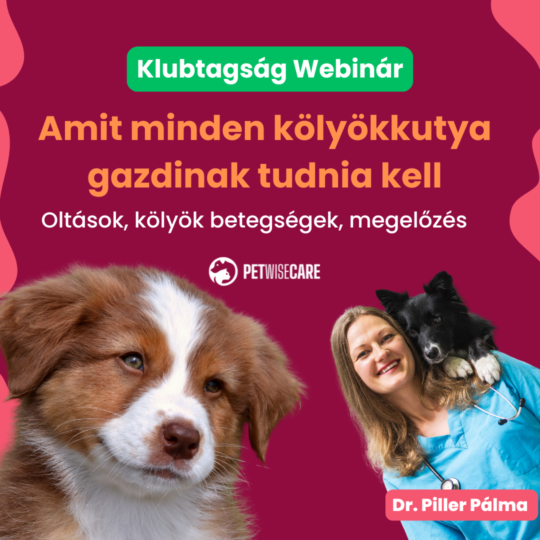 Amit minden kölyökkutya gazdinak tudnia kell – Dr. Piller Pálma - Webinár előadás részvételi jegy