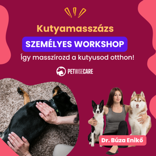 Kutyamasszás személyes workshop