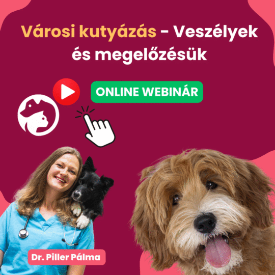 Városi kutyázás - veszélyek és megelőzésük - dr. Piller Pálma - Webinár előadás részvételi jegy