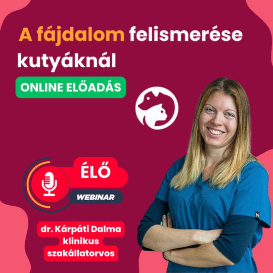 A fájdalom felismerése kutyáknál - dr. Kárpáti Dalma klinikus szakállatorvos | kisállat fizioterapeuta - Webinár előadás részvételi jegy