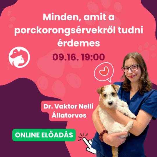Minden, amit a porckorongsérvekről tudni érdemes - dr. Vaktor Nelli - Webinár előadás részvételi jegy