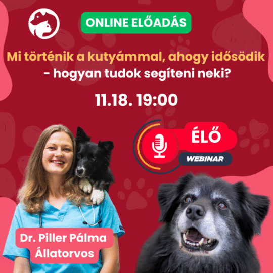 Mi történik a kutyámmal, ahogy idősödik, hogyan tudok segíteni neki? - Dr. Piller Pálma - Webinár előadás részvételi jegy