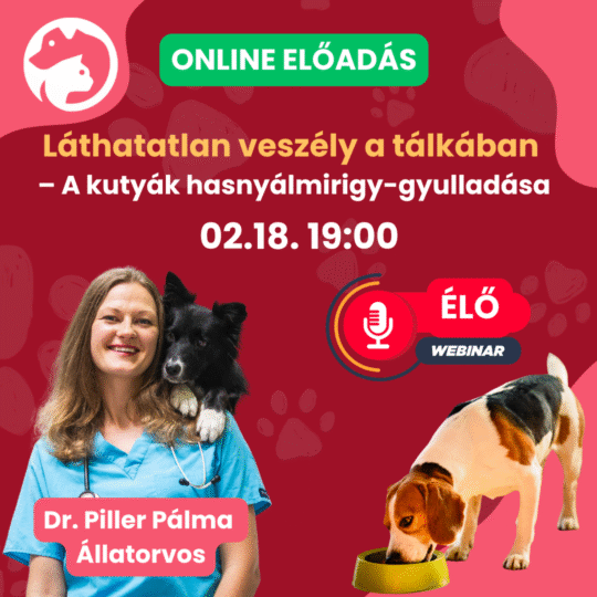 Láthatatlan veszély a tálkában – A kutyák hasnyálmirigy-gyulladása, amit nem szabad félvállról venni - Dr. Piller Pálma - Webinár előadás részvételi jegy
