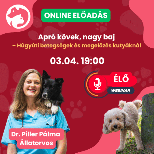 Apró kövek, nagy baj – Húgyúti betegségek és megelőzés kutyáknál - Dr. Piller Pálma - Webinár előadás részvételi jegy