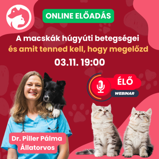 A macskák húgyúti betegségei és amit tenned kell, hogy megelőzd - Dr. Piller Pálma - Webinár előadás részvételi jegy