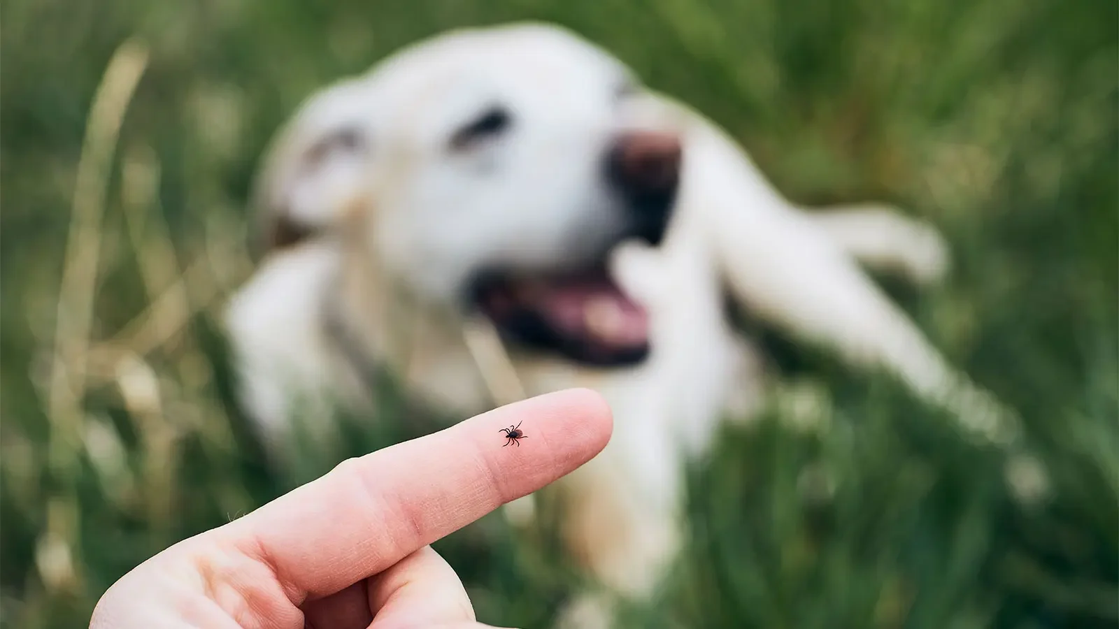 Kullancs védelem