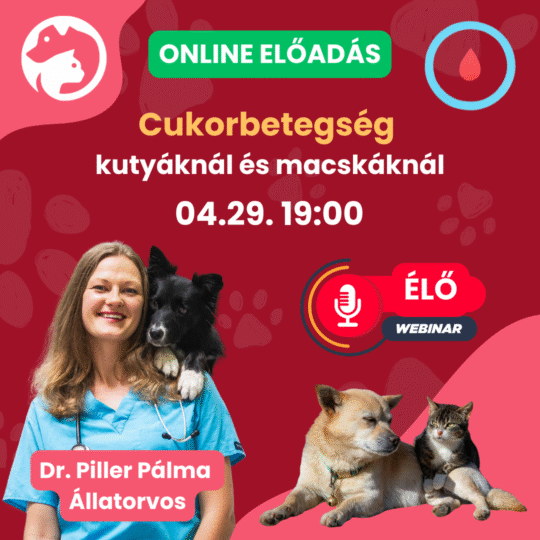 Cukorbetegség kutyáknál és macskáknál - Dr. Piller Pálma - Webinár előadás részvételi jegy