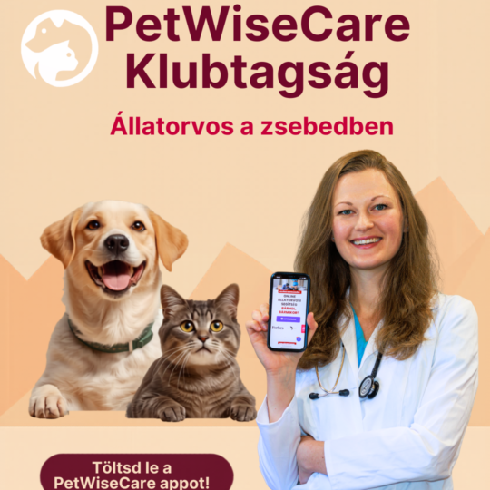 Klubtagság havi csomag